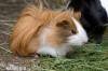 Thông tin tồng quát về GuineaPig - anh 4