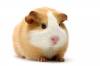 Một số điều cơ bản khi nuôi Guinea Pig - anh 1