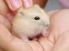 Thông tin cơ bản Dwarf Russian Winter White Hamster - anh 1